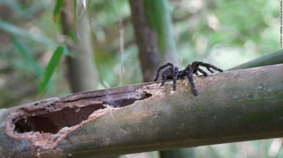 La Taksinus bambus es la primera tarántula conocida que solo habita en los tallos de bambú.