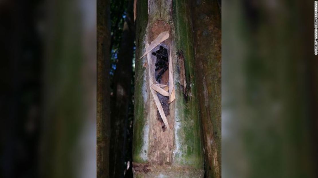 Las arañas tejen tubos de seda en el interior de los tallos de bambú.