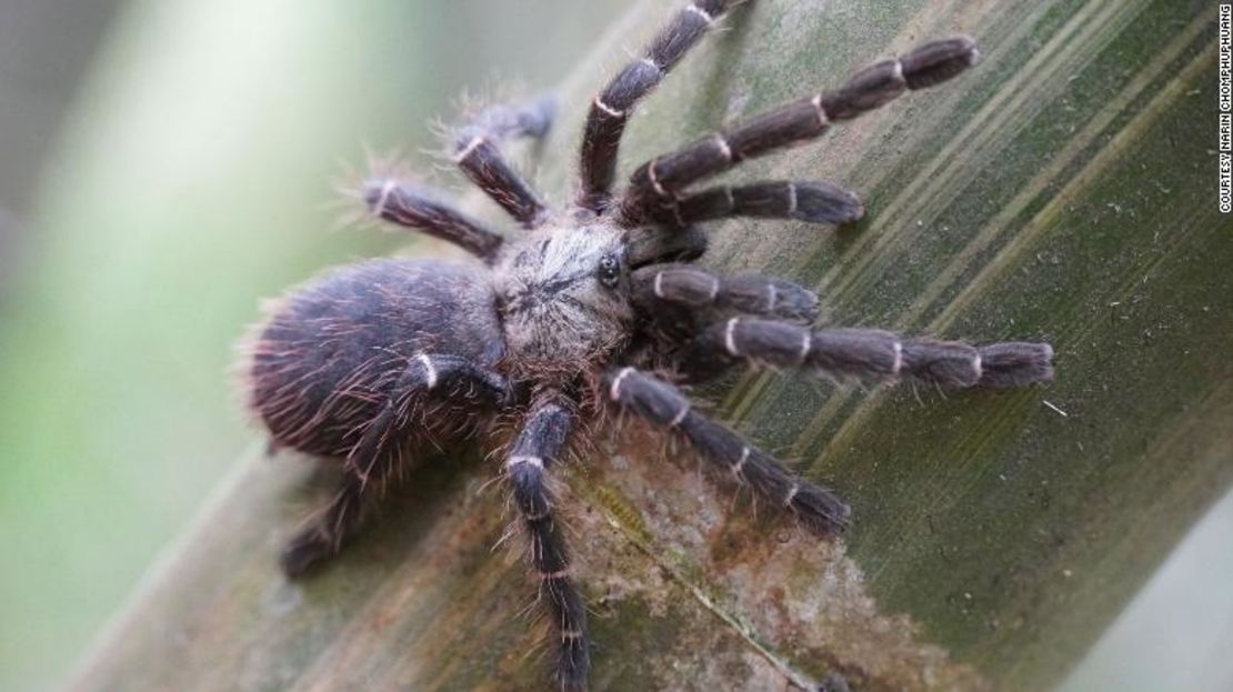 Los investigadores afirmaron que hay mucha fauna en Tailandia que permanece sin documentar.