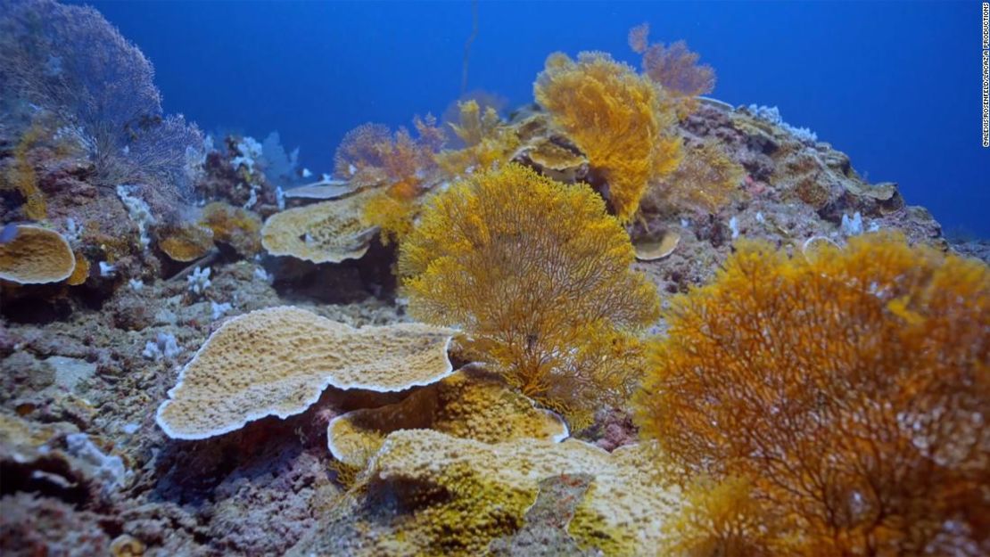 El arrecife existe en lo que se conoce como la "zona crepuscular" del océano.