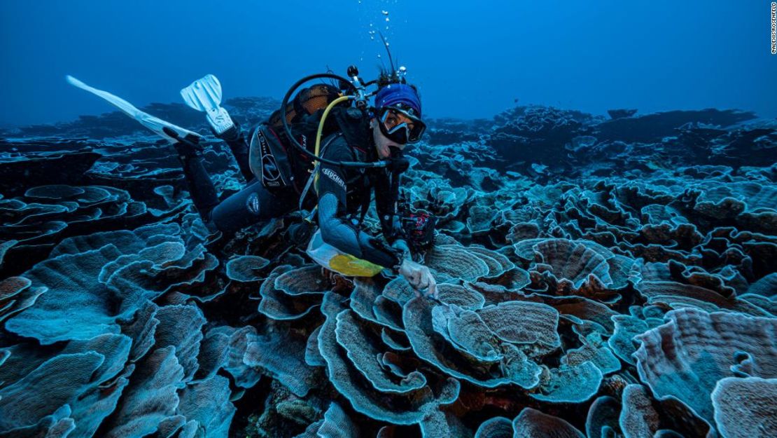 El equipo de buceadores pudo pasar unas 200 horas estudiando el arrecife utilizando un equipo de buceo especializado llamado "rebreather" o respirador de circuito cerrado.