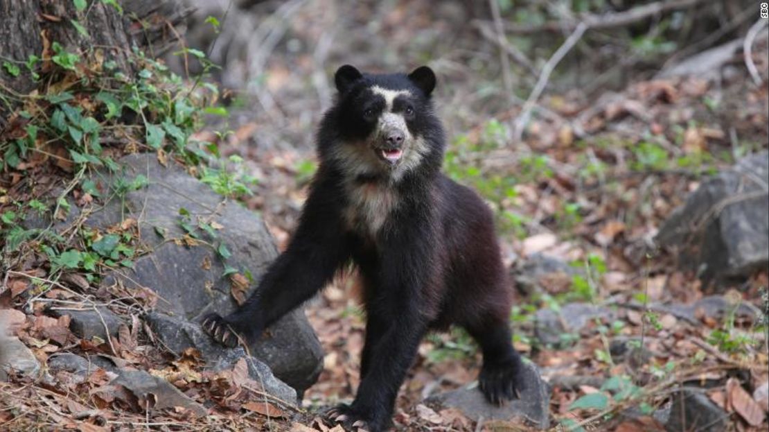 Los osos de anteojos reciben su nombre de los anillos de color blanco amarillento alrededor de sus ojos que los hacen parecer como si estuvieran usando anteojos. Crédito: Sociedad para la Conservación del Oso de Anteojos