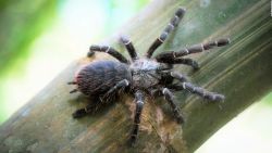 CNNE 1140896 - descubren nueva y extrana especie de tarantula en tailandia