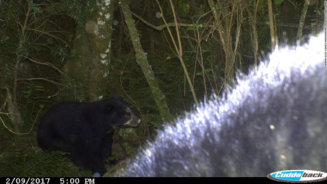 Esta foto de un cachorro de oso, tomada con una cámara trampa el 9 de febrero de 2017, marcó un progreso significativo para Vélez-Liendo y su equipo.
