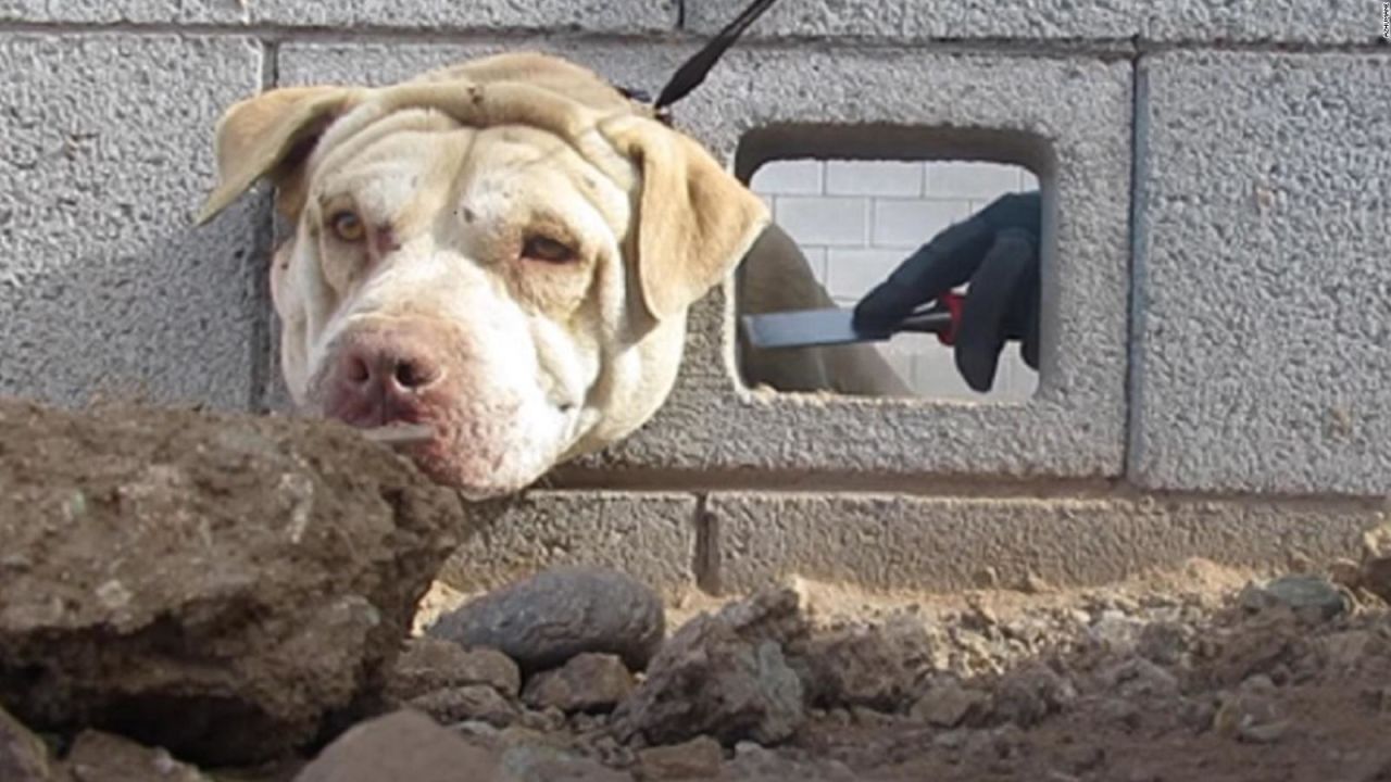 CNNE 1143415 - asi liberaron a un cachorro que tenia la cabeza atascada