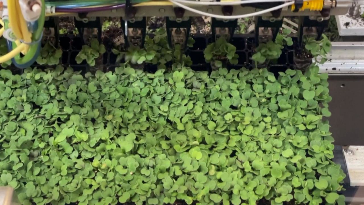 CNNE 1143601 - vegetales cultivados en granjas verticales seran comercializados por walmart