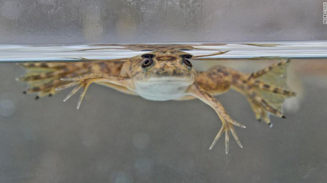 Una rana africana con garras (Xenopus laevis). No participó en la investigación.