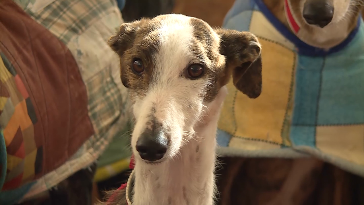 CNNE 1144813 - espana trabaja una ley para castigar el maltrato y abandono de mascotas