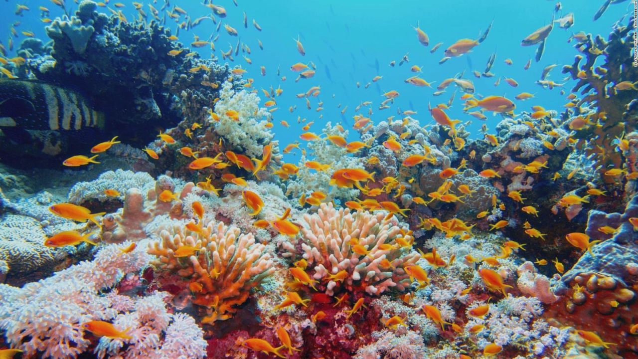 CNNE 1145081 - australia- us$ 700 millones para gran barrera de coral