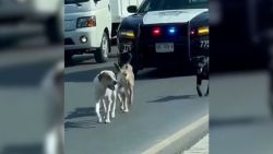 CNNE 1145315 - salva a perritos que cruzaban carretera de monterrey