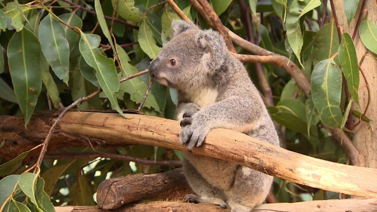 CNNE 1146229 - ¿por que australia invertira us$35 millones en koalas?