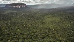 CNNE 1146465 - ¿por que miles de arboles en la tierra aun no se conocen?