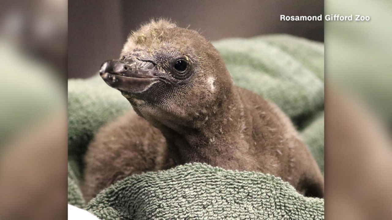 CNNE 1146702 - pinguinos del mismo sexo adoptan una cria