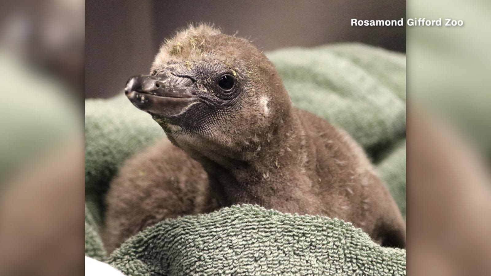 Pingüinos del mismo sexo se convierten en padres en un zoológico de Nueva  York