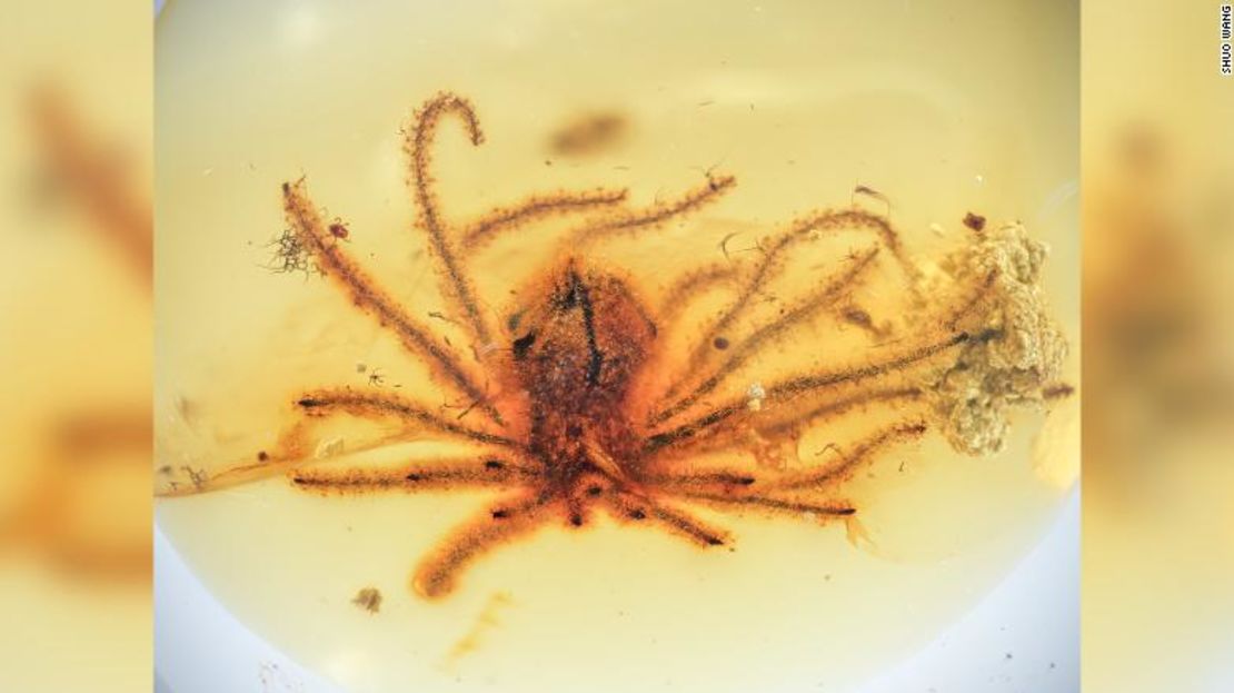 Eophylica priscatellata, una de las dos flores descubiertas perfectamente conservadas en ámbar.