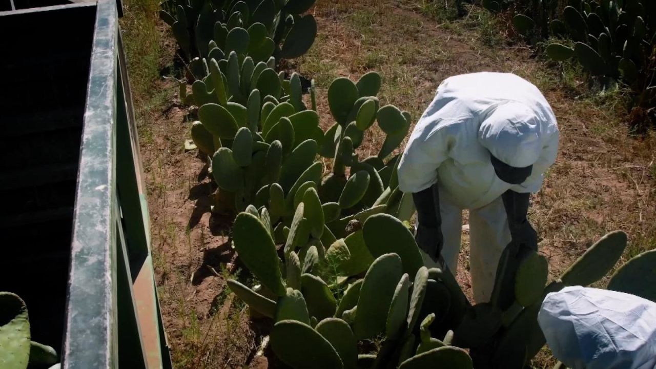 CNNE 1148113 - mexicanos crean imitacion de piel animal a base de nopal