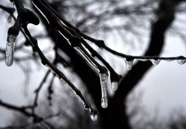 La lluvia se congela en las ramas de un árbol en Abilene, Texas.