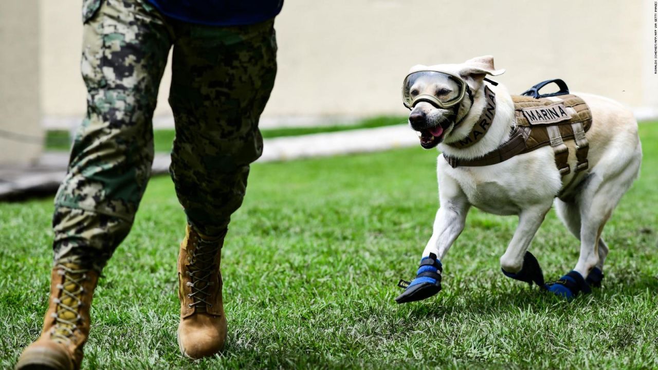 CNNE 1149354 - ejercito de mexico busca adoptantes para heroes caninos