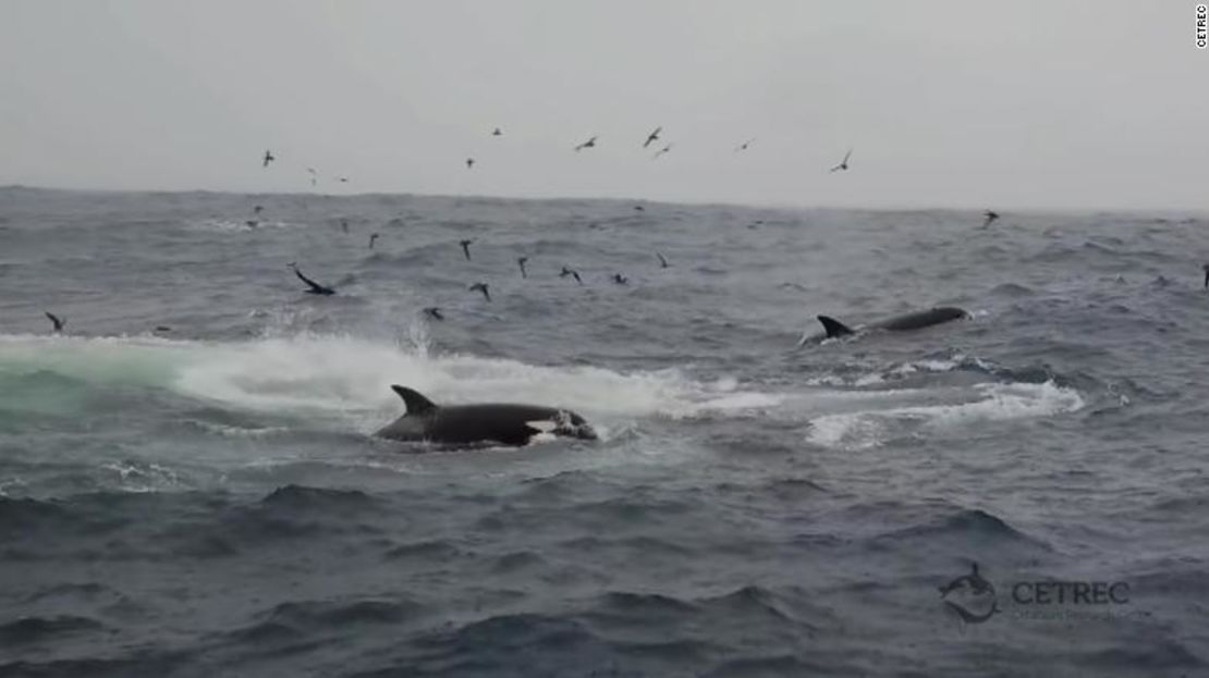 La primera caza atrajo a numerosas aves marinas, entre ellas pardelas carnosas, paíños de Wilson, paíños de cara blanca y al menos un albatros pardo.