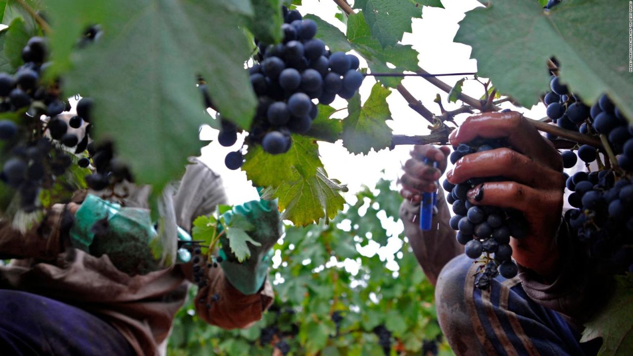 CNNE 1150029 - las sequias afectan a esta capital mundial del vino