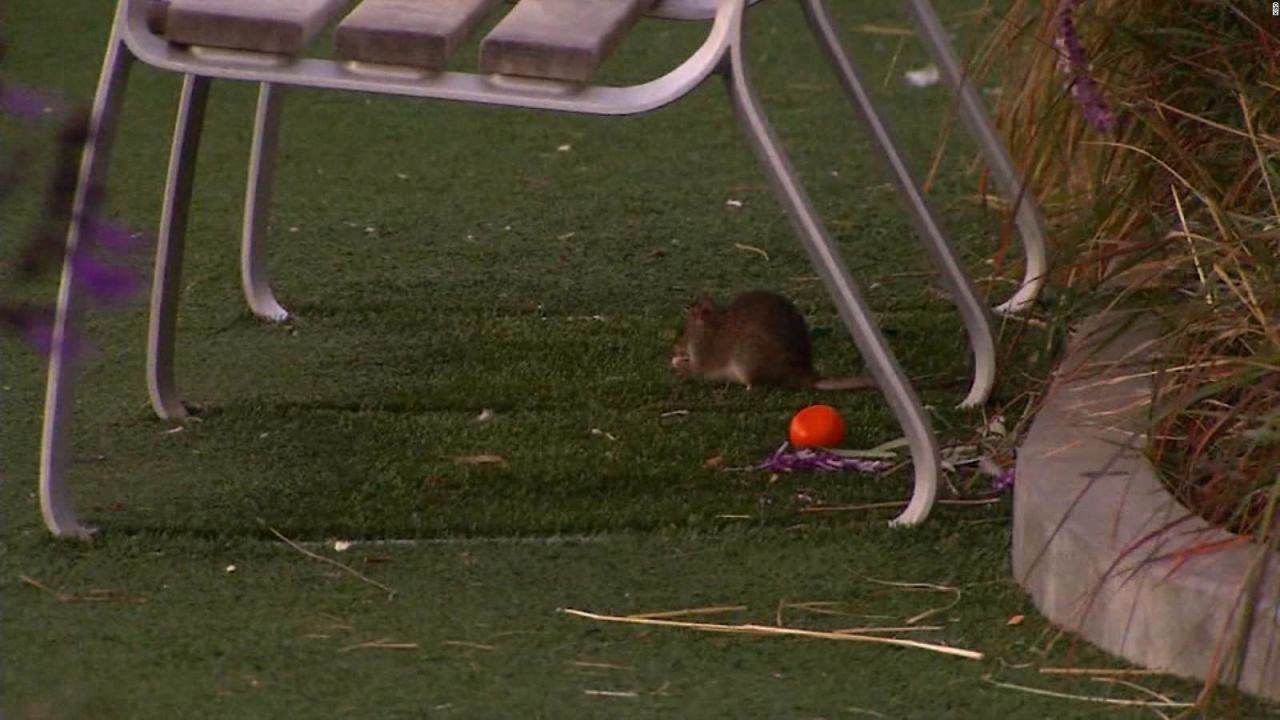 CNNE 1150473 - ninos juegan con ratas en un parque de san francisco