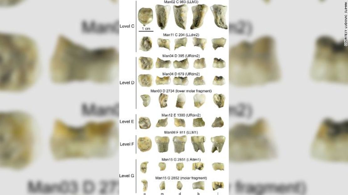 Las protuberancias y los surcos en los dientes son un poco como las huellas dactilares para los arqueólogos, ya que dan pistas sobre la ascendencia y el comportamiento. El nivel E es el diente de Homo sapiens.