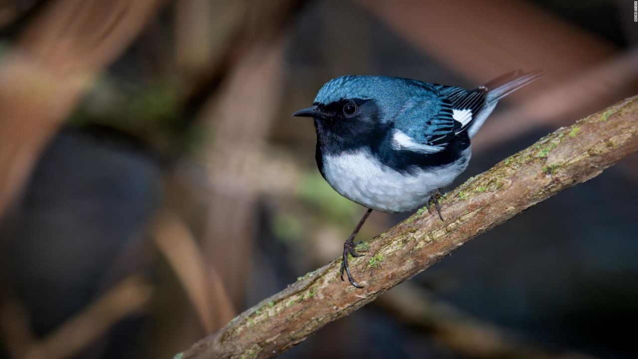 CNNE 1153034 - revelan como las aves se adaptan al cambio climatico