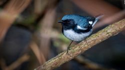 CNNE 1153034 - revelan como las aves se adaptan al cambio climatico