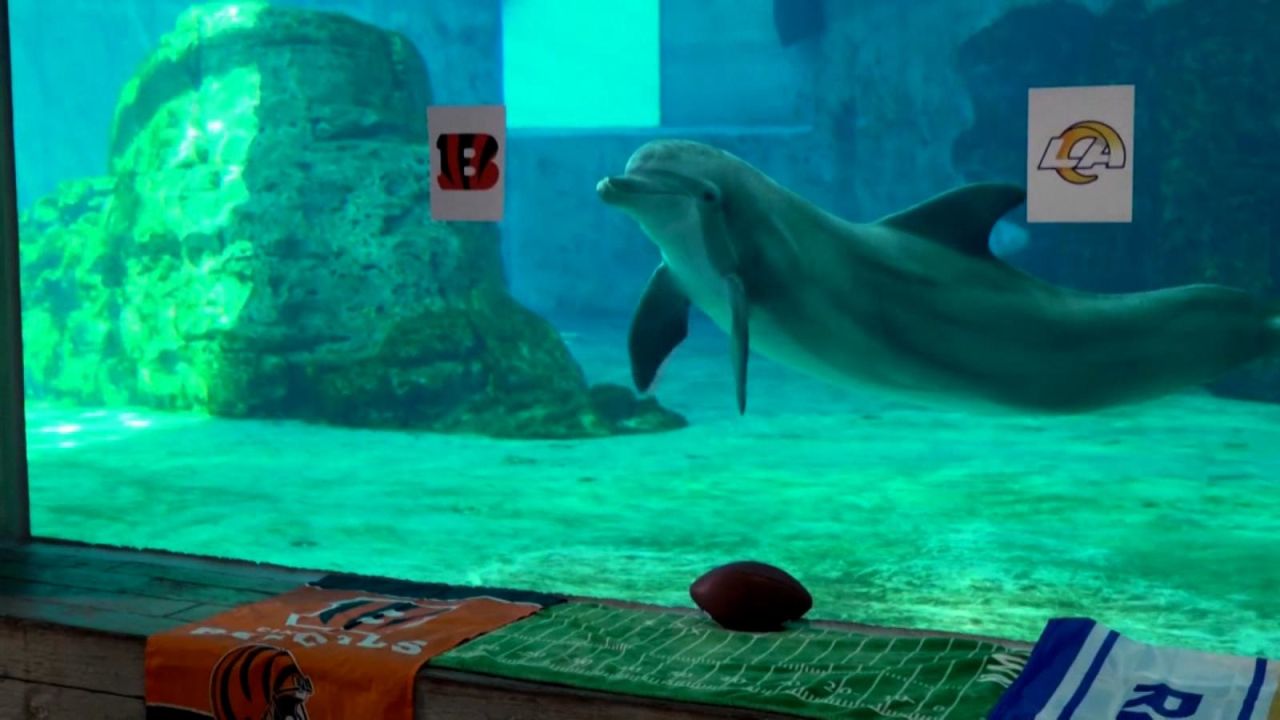 CNNE 1153220 - un delfin predice al ganador del super bowl