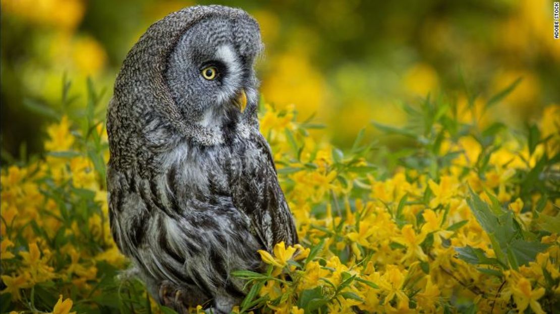 El gran búho gris rehúye el tradicional ulular y opta por un "hoo" tono bajo.