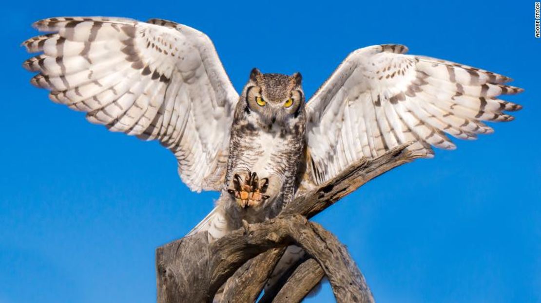 Cuando piensas en un búho con ojos brillantes y una cara impresionante, es probable que pienses en el búho cornudo.