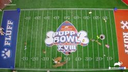 CNNE 1153713 - puppy bowl 2022 tiene nuevo ganador