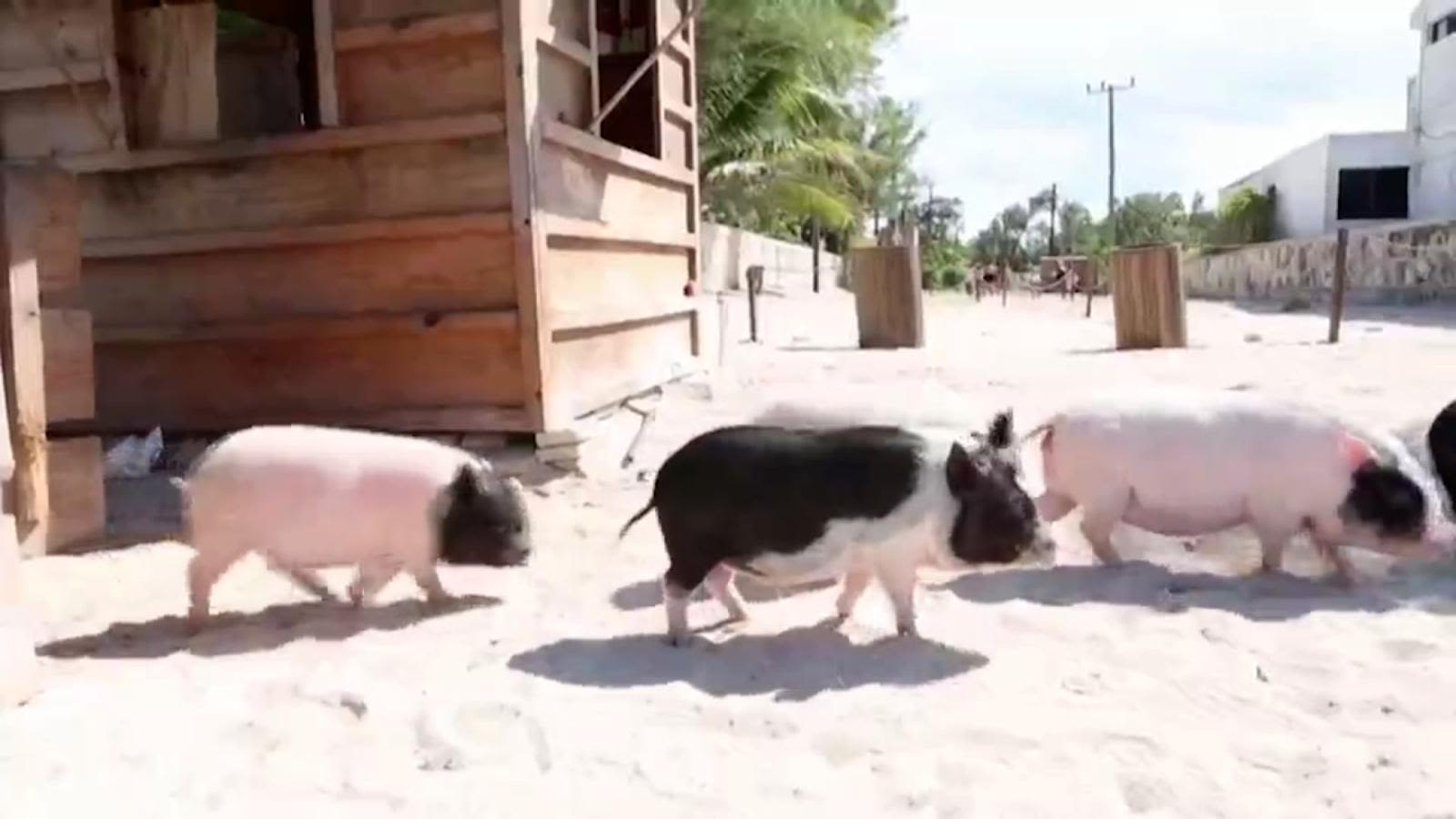 Estos cerditos se convirtieron en celebridades de una playa mexicana