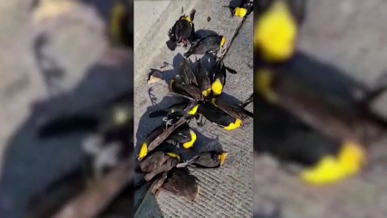 CNNE 1155852 - casi 100 aves caen muertas en mexico por descarga electrica
