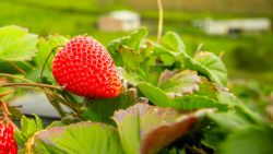 Organic strawberry fiels