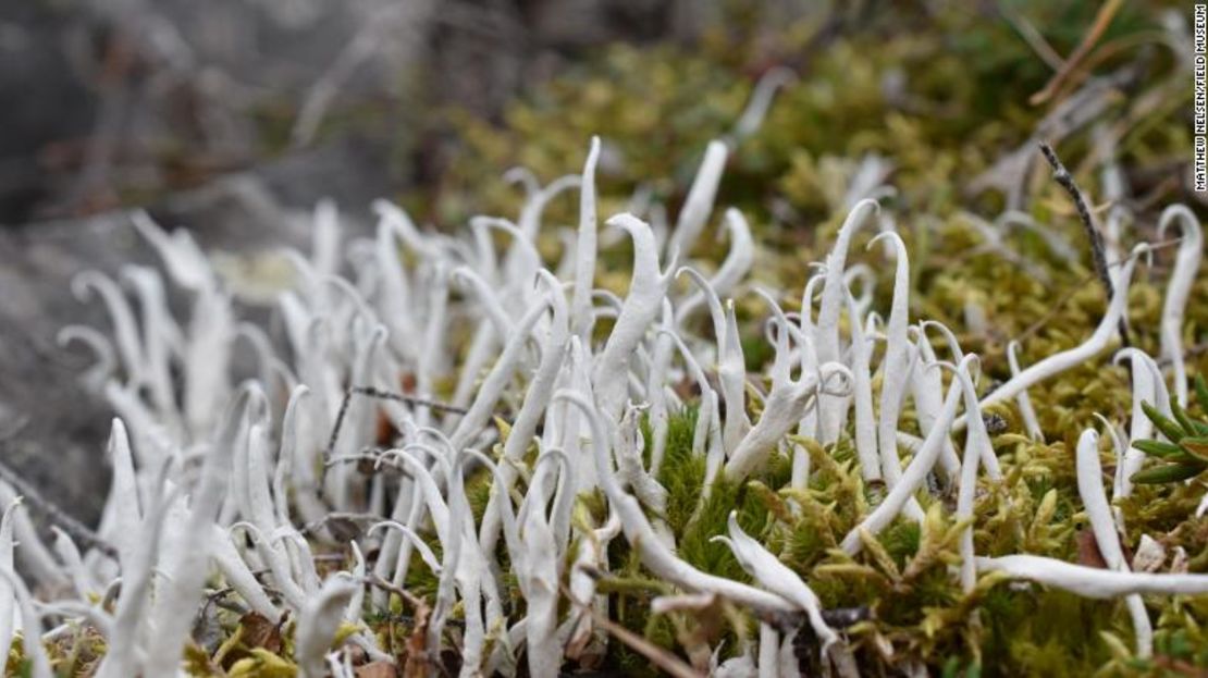 Los líquenes adoptan muchas formas en todo el mundo, como este liquen espagueti que crece en la tundra de Alaska.