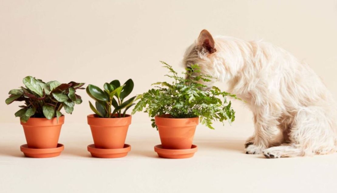 CNNE 1158151 - plantas-mascotas