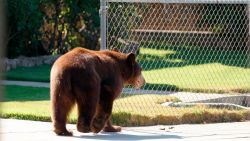 CNNE 1158836 - buscan a oso que ha entrado a casi 30 casas en california