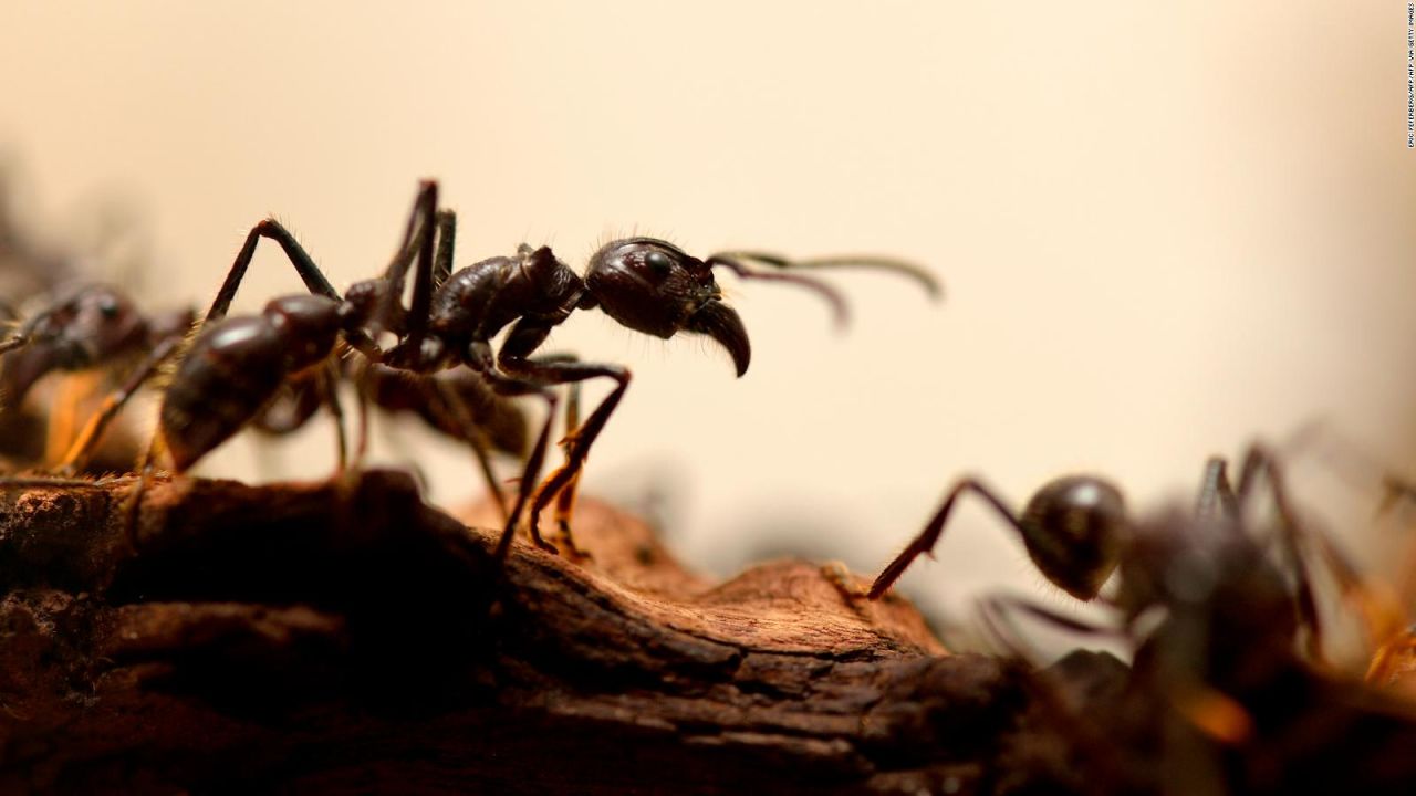 CNNE 1159294 - mira como las hormigas crian y usan "ganado"
