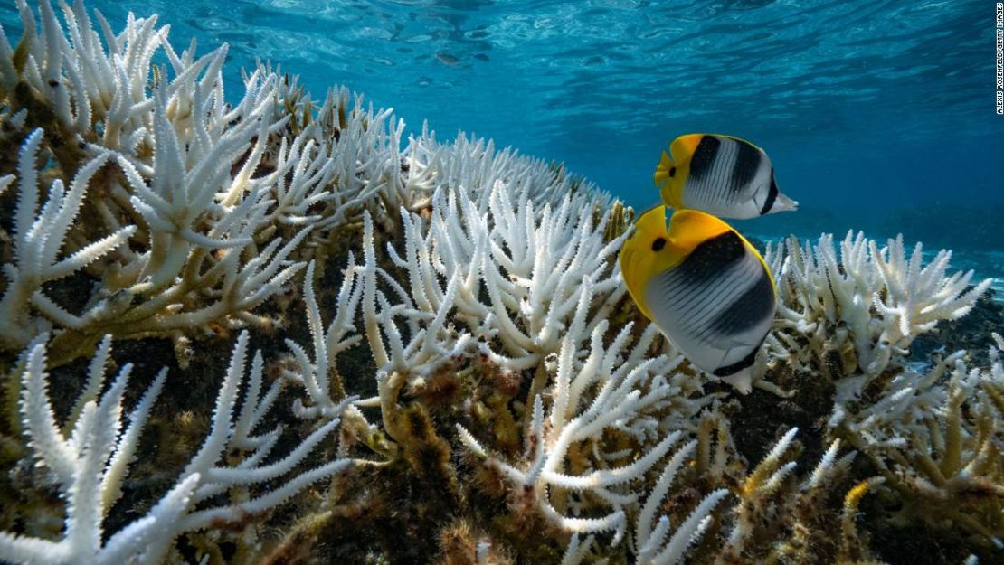 Blanqueamiento de los arrecifes de coral alrededor de la Polinesia Francesa en 2019.