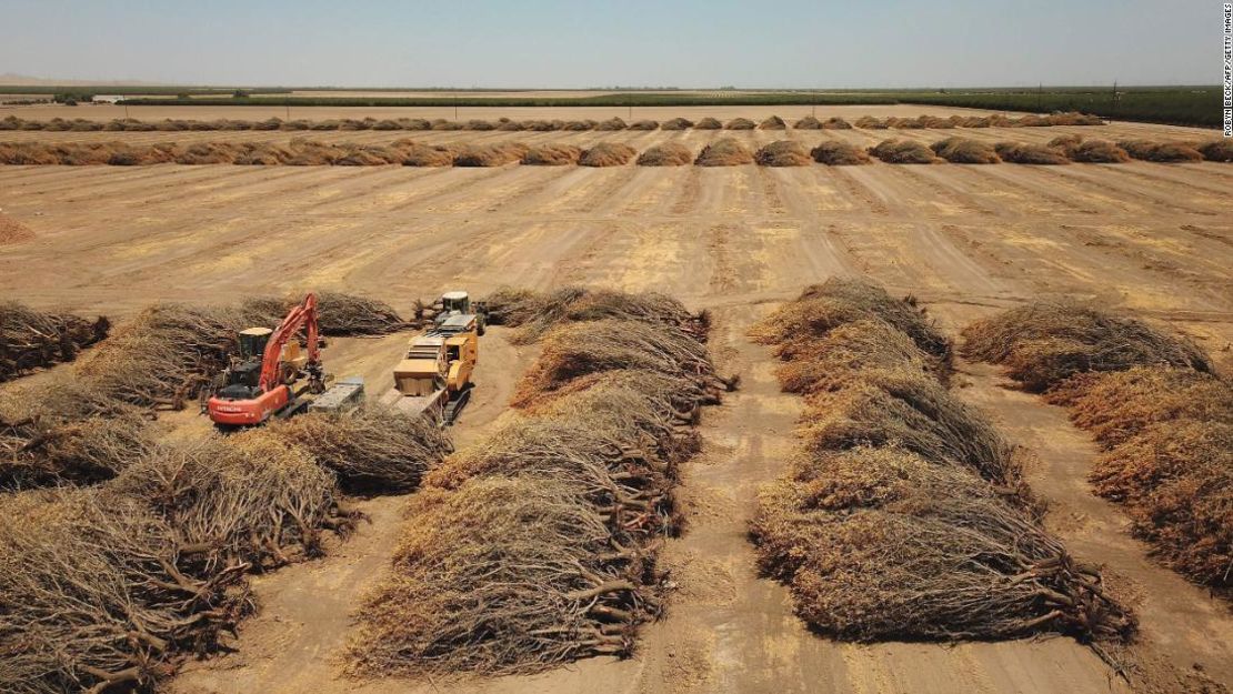 Almendros muertos yacen en un campo abierto después de haber sido retirados por un agricultor por falta de agua para regarlos, en Huron, California, en julio de 2021. Los autores afirman que la sequía ha puesto un duro límite a la adaptación del cultivo de almendros.