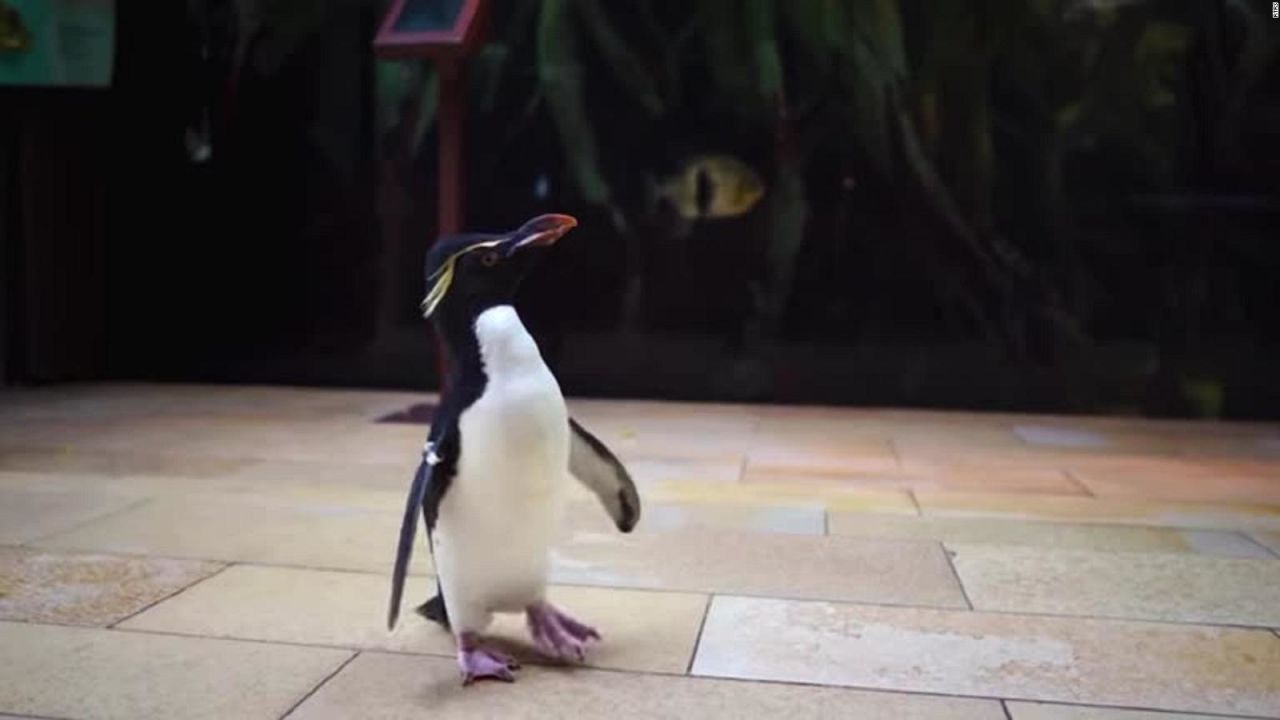 CNNE 1161449 - estos curiosos pinguinos protagonizaran un libro