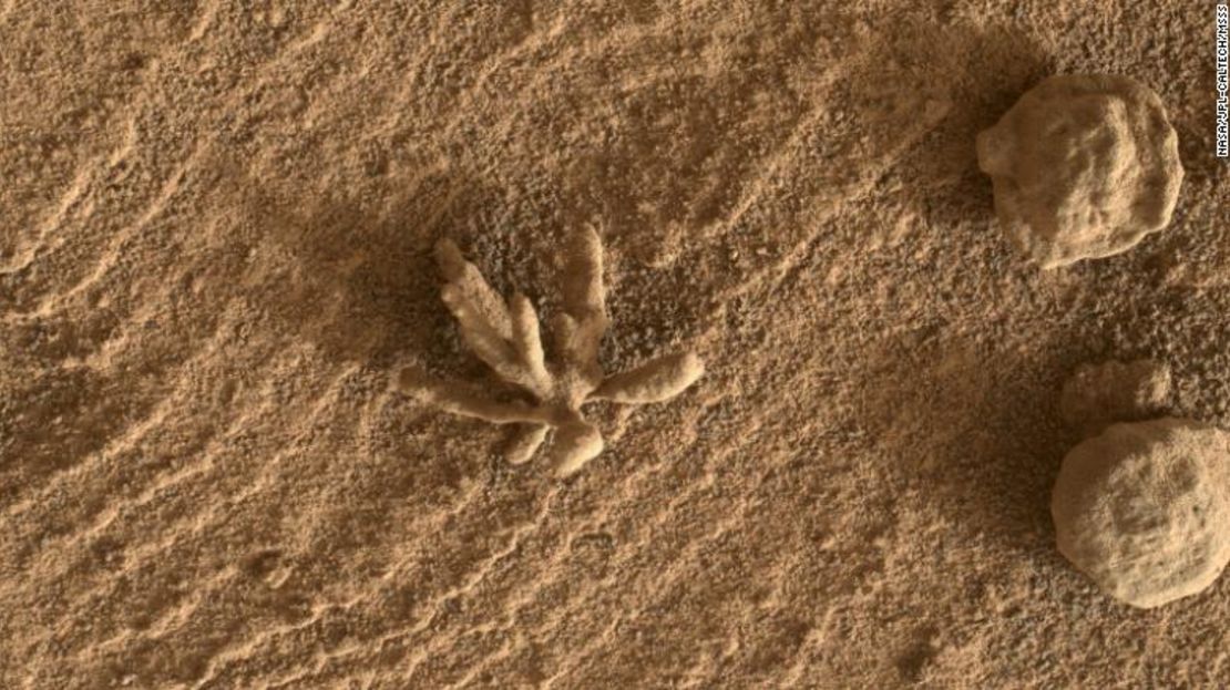 El rover Curiosity descubrió esta roca, más pequeña que un centavo, que se asemeja a una flor o pedazo de coral dentro del cráter Gale, en Marte, el 24 de febrero. Los pequeños fragmentos de esta foto se crearon hace miles de millones de años cuando los minerales arrastrados por el agua cementaron la roca.