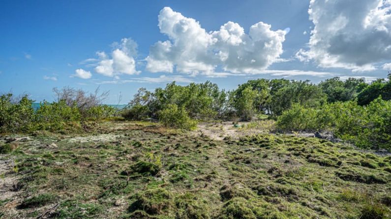 "Un lugar de encuentro" — El cofundador Marshall Mayer quiere regenerar el arrecife de coral circundante, al mismo tiempo que desarrolla un sitio glamping o convierte contenedores de envío en alojamiento boutique básico. Quiere que la isla se convierta en un "lugar de encuentro" para inversionistas, visitantes y lugareños.