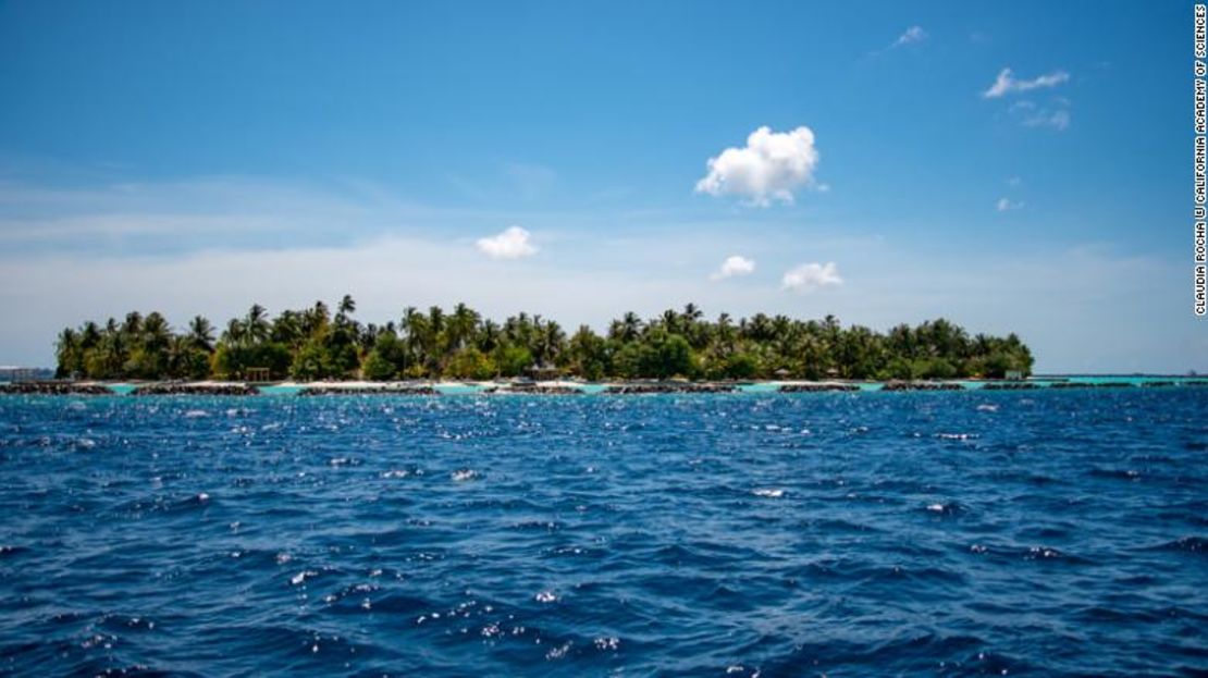 Las aguas de las Maldivas albergan cientos de especies de peces.