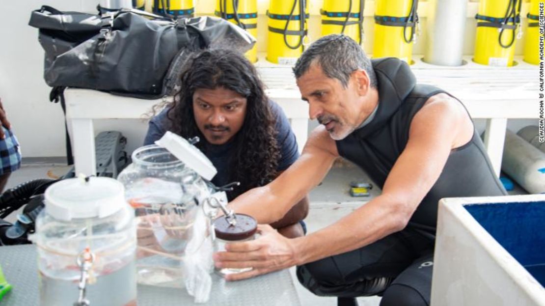 Najeeb y Luiz Rocha inspeccionan algunos peces que recolectaron durante una expedición reciente en las Maldivas.