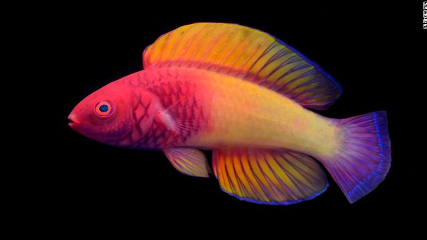CNNE 1167006 - pez arcoiris maldivas finifenmaa