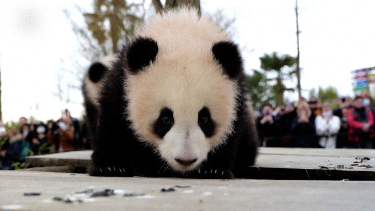 CNNE 1168204 - mira a estos pandas bebes dar sus primeros pasos