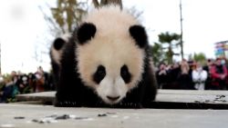 CNNE 1168204 - mira a estos pandas bebes dar sus primeros pasos