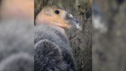 CNNE 1171012 - nace bebe condor en el zoologico de chapultepec